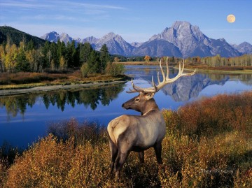  nature Painting - nature whitetail mountains